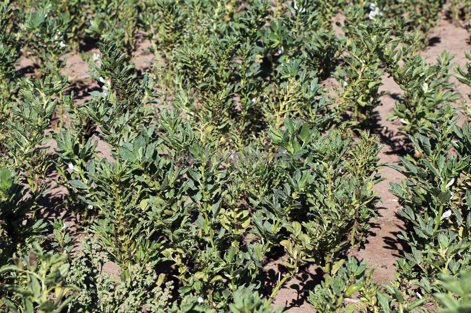 A field of broad beans growing in sandy soil.
