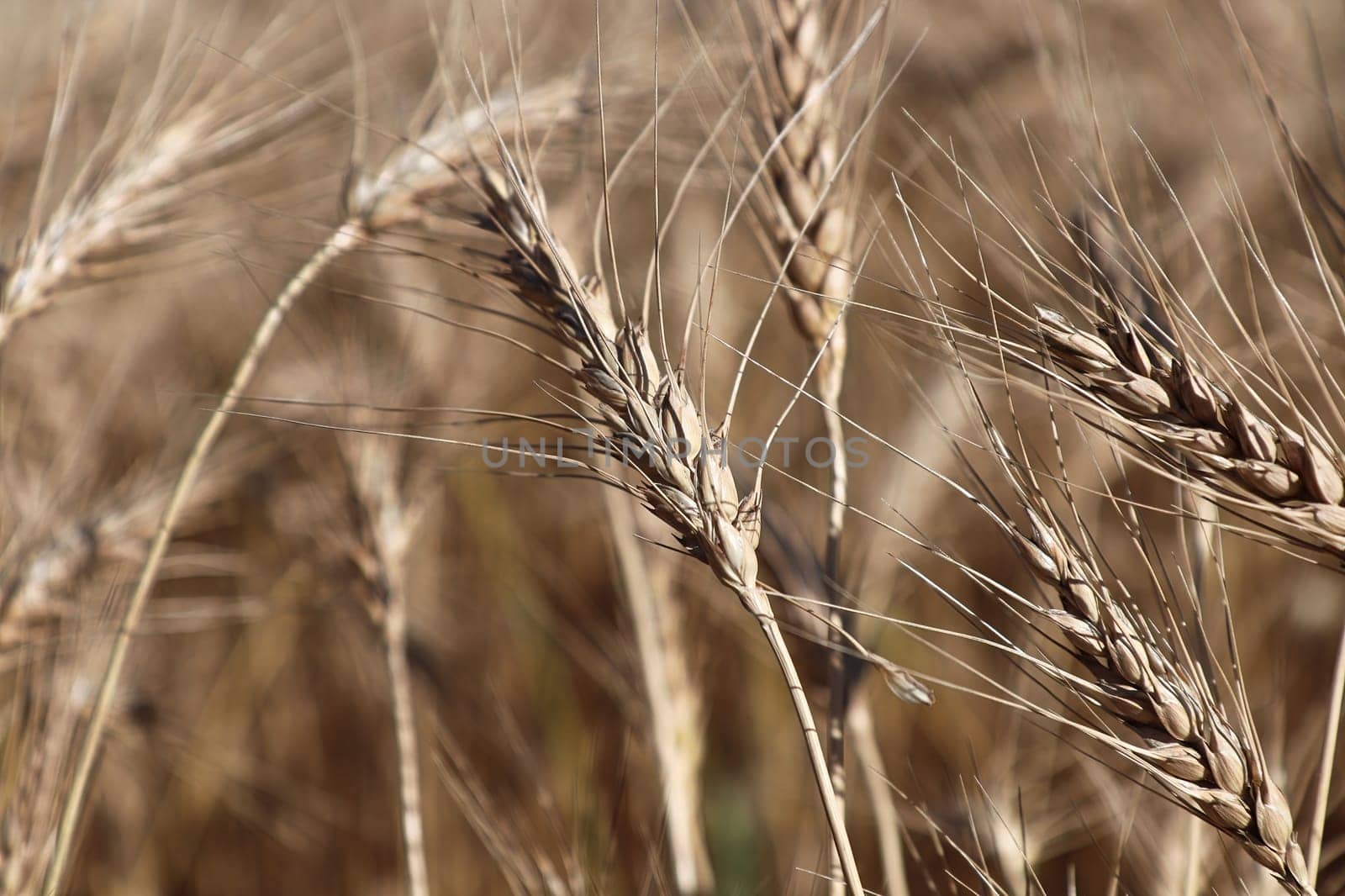 Closeup of ripe barley heads in the fall.