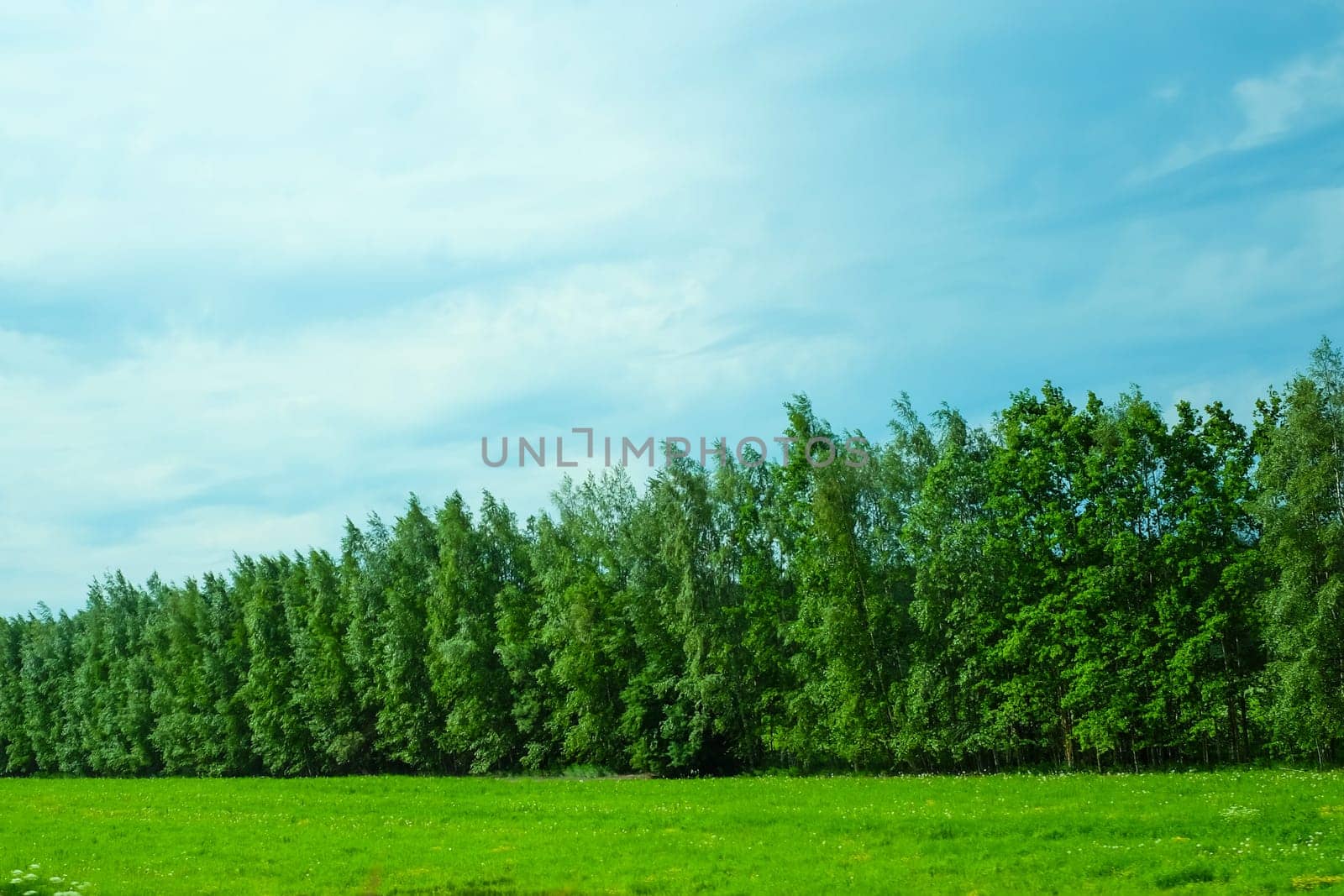 Green field and forest nature background. meadow in the wood