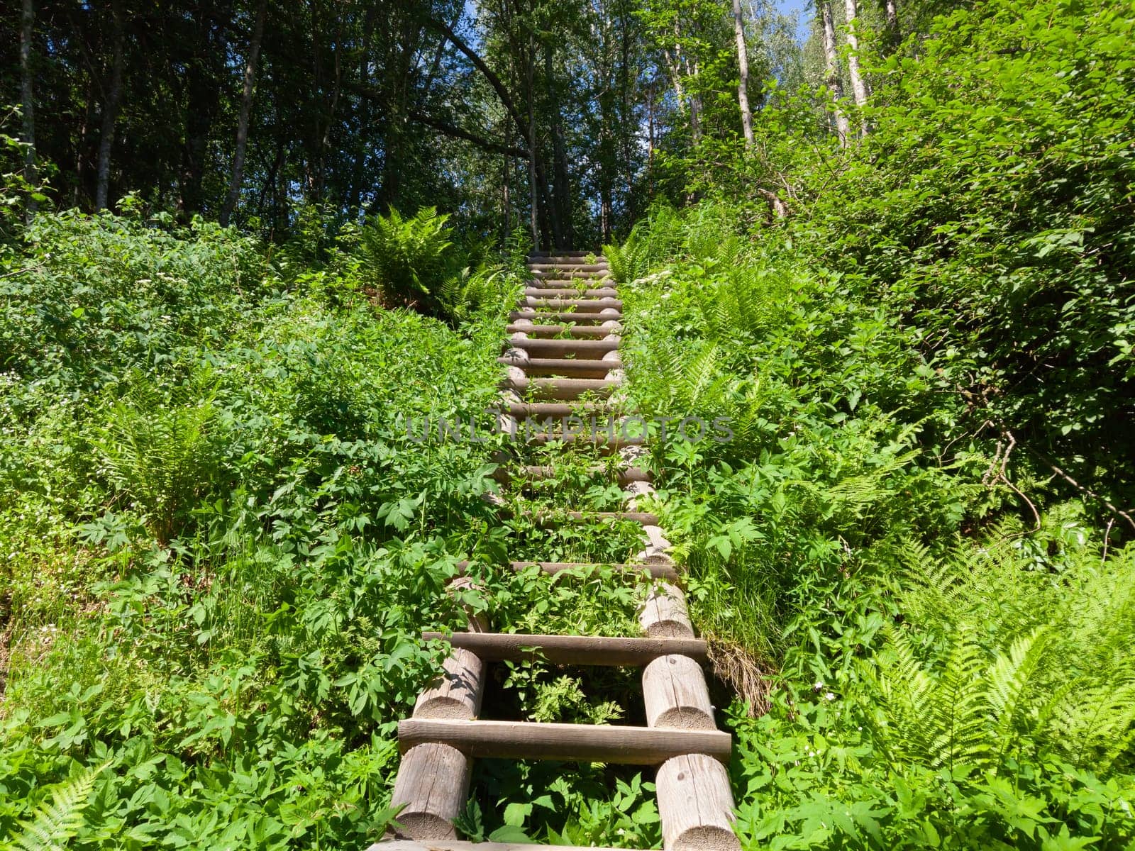 Wooden staircase in dense foliage. overgrown ladder made of wood. beautiful landscape in the park. path to the top of the hill