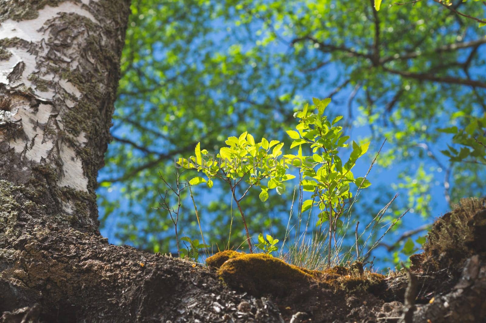 Plant grows on the root of the birch tree. green foliage