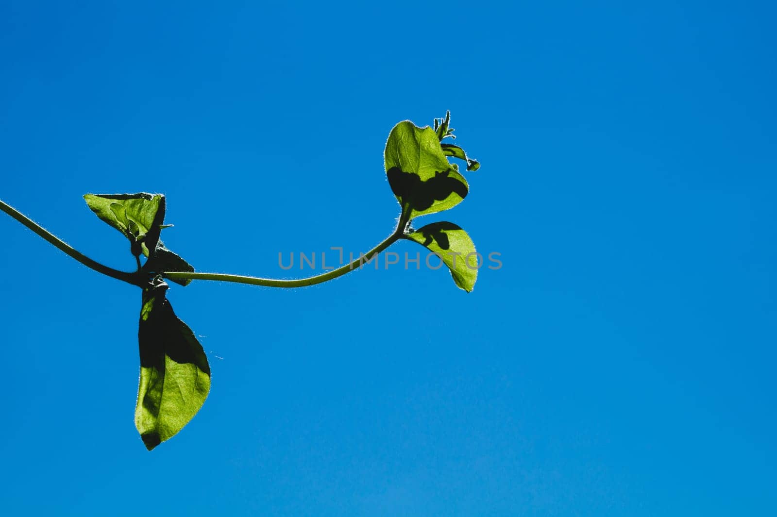 Green leaves against a clear blue sky. garden plant close up