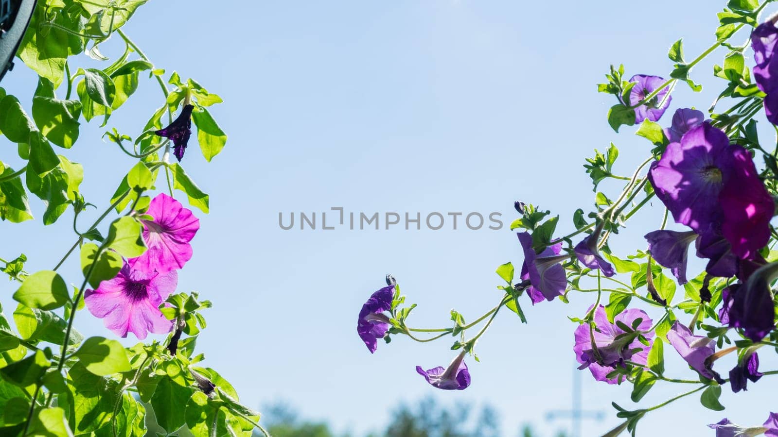 Violet flowers with green leaves. garden plants close up