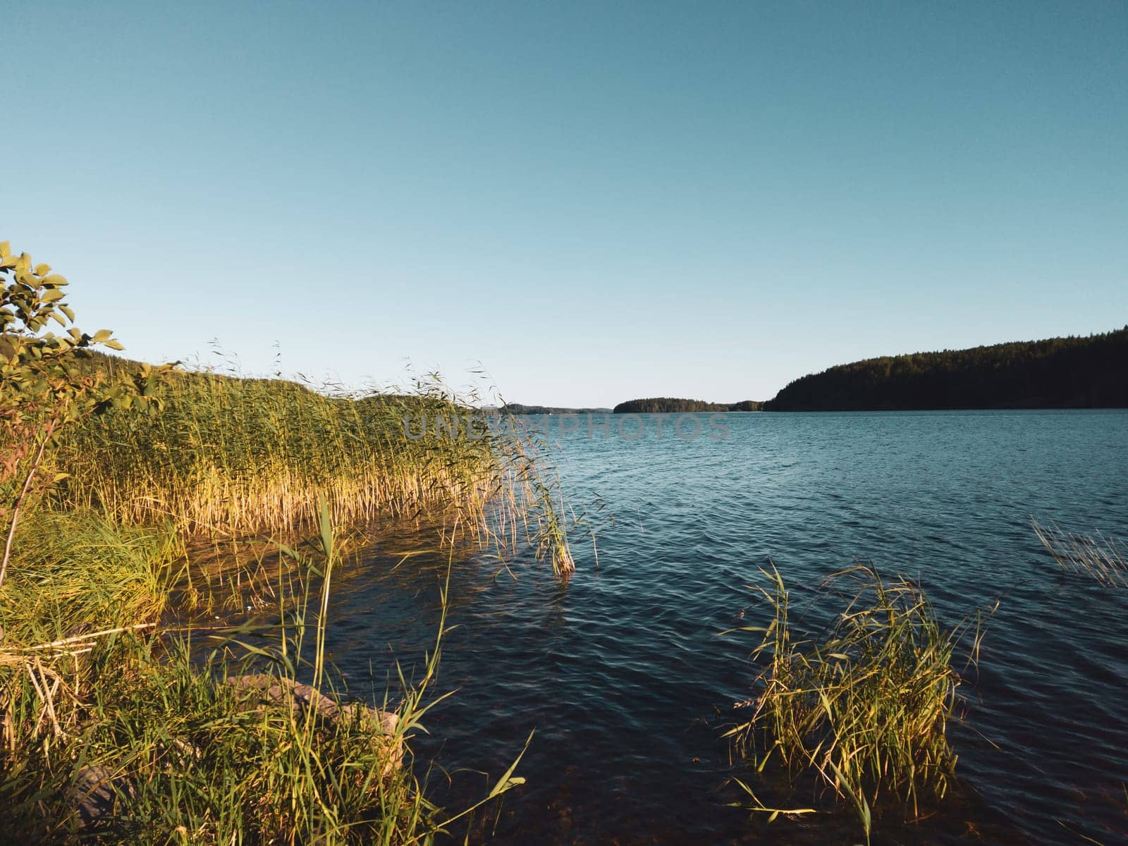 Lake with water plants. water surface with ripples. nature landscape
