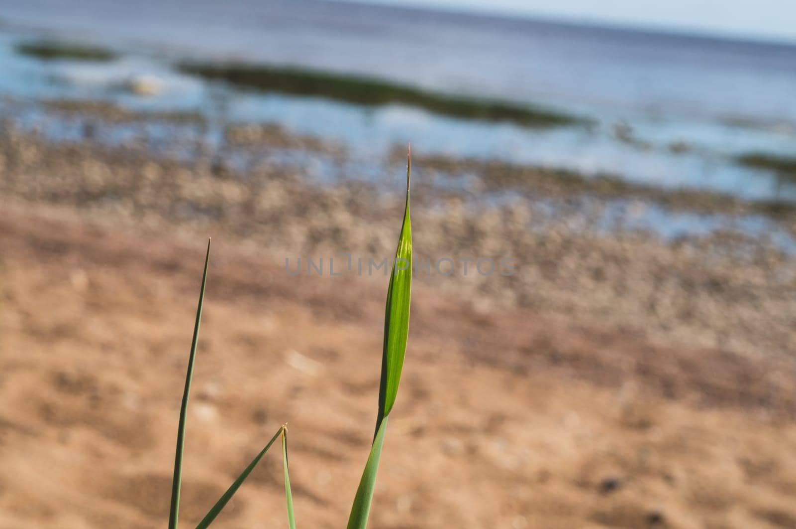 Blade of grass close up. stem of plant