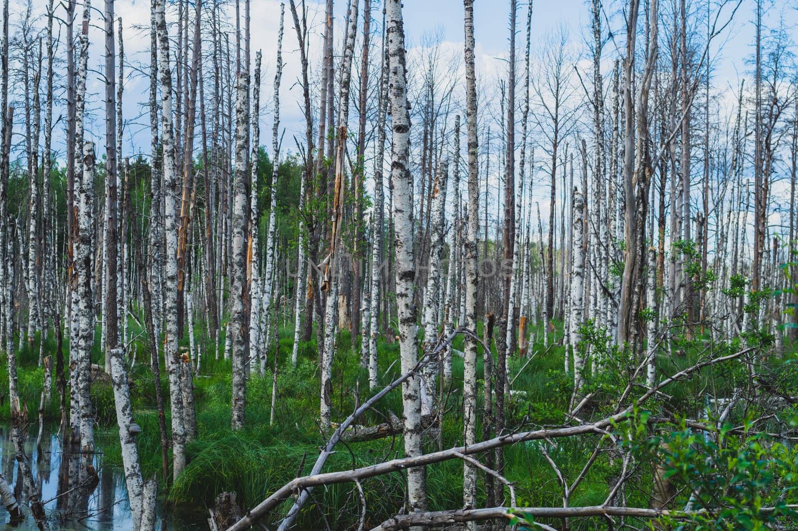 Flooded forest. trunks of birch trees in water. overgrown woodland. nature landscape
