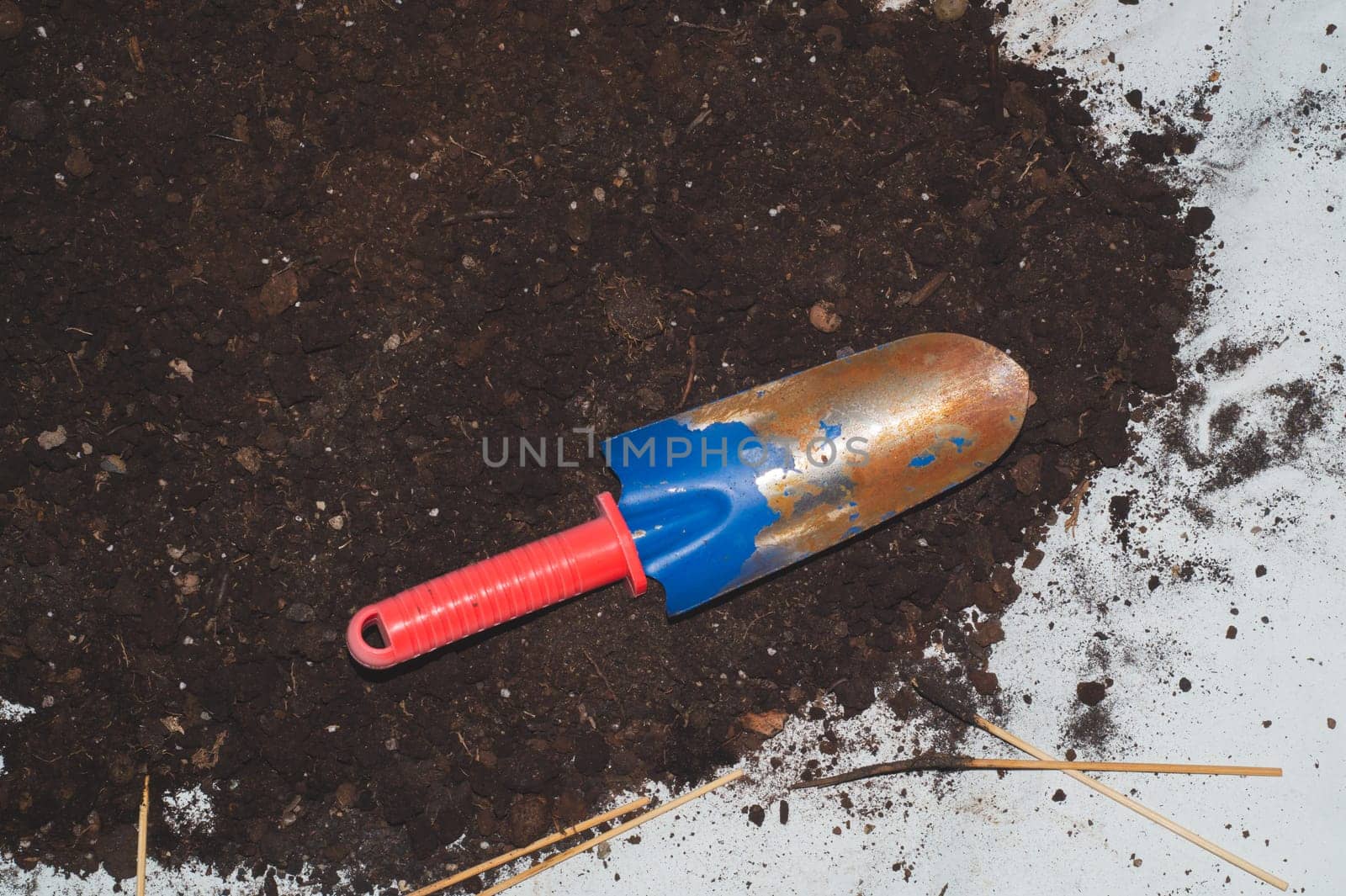 Garden shovel. old soil from flower pot. house plant transplanting process