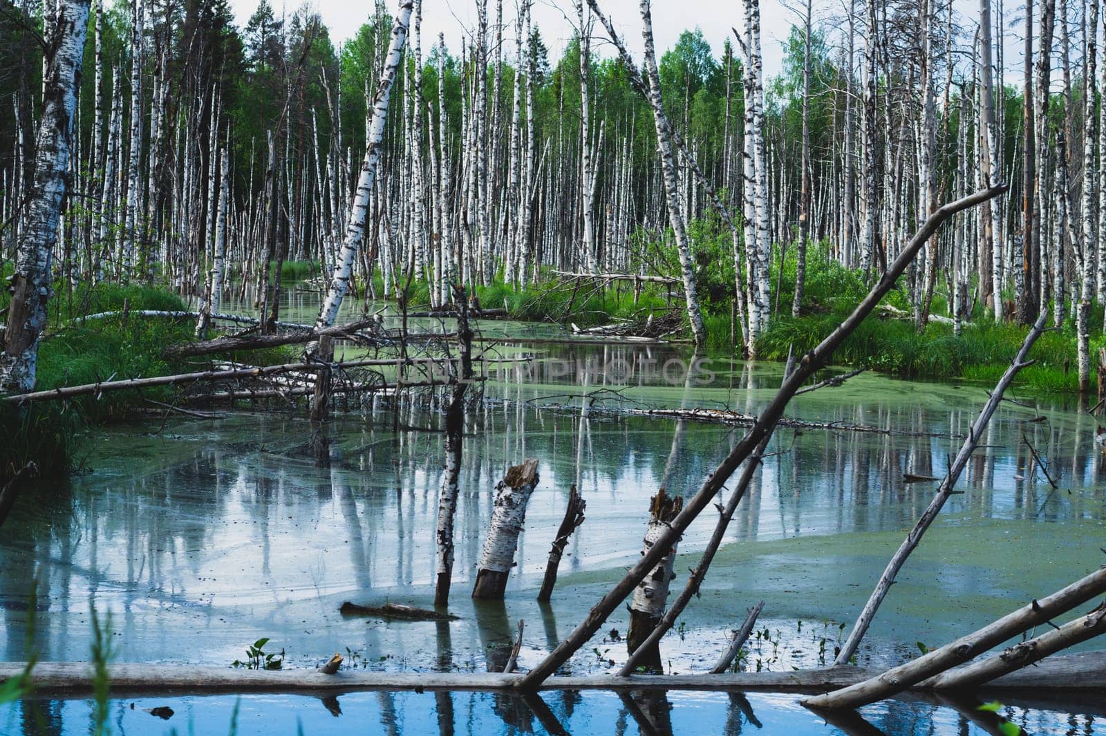 Flooded forest. trunks of birch trees in water. overgrown woodland. nature landscape