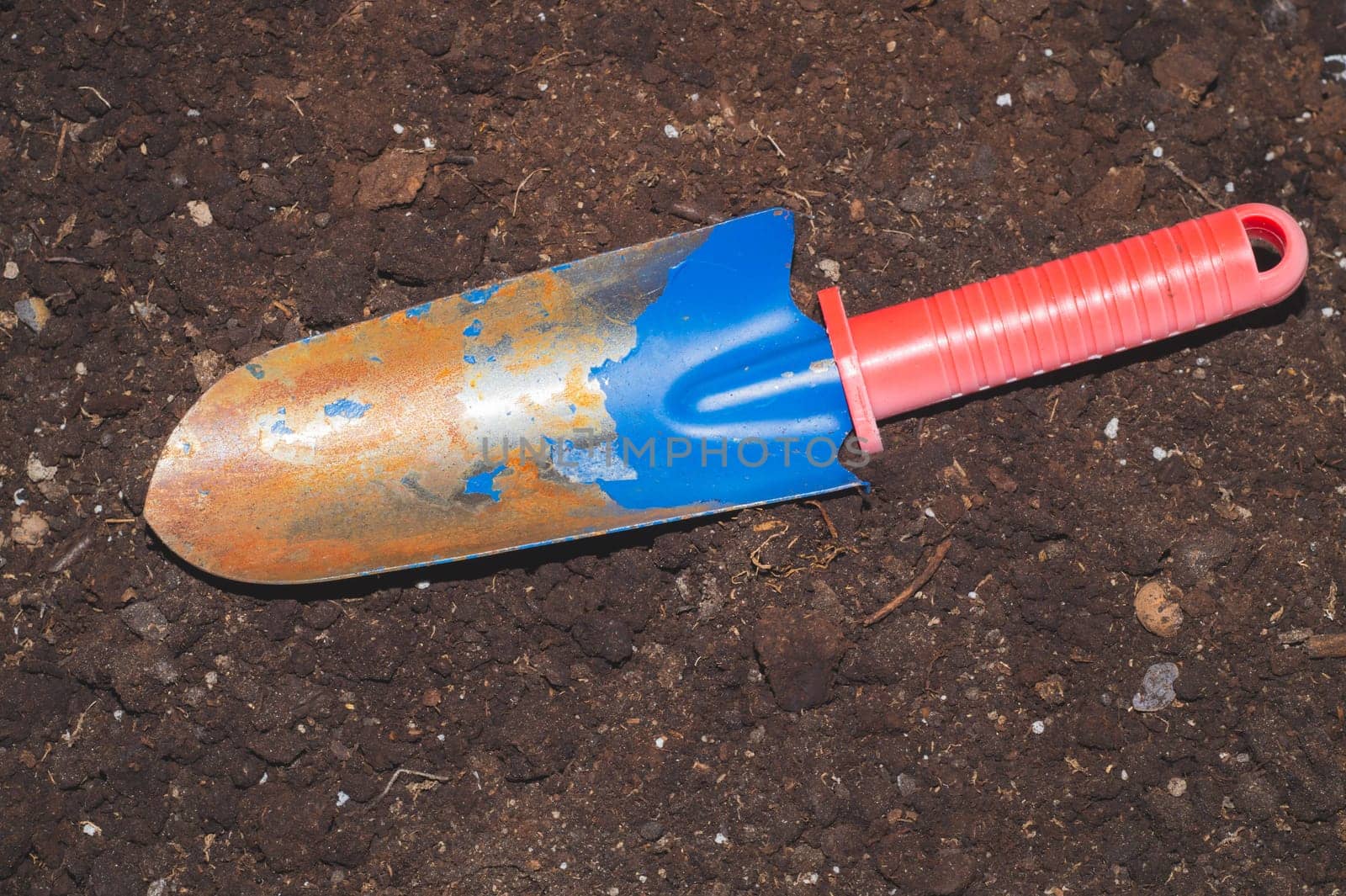 Garden shovel. old soil from flower pot. house plant transplanting process