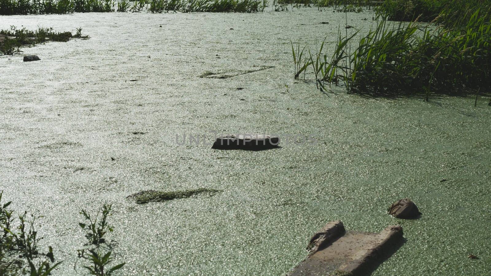 Green algae blooms on the surface of the pond