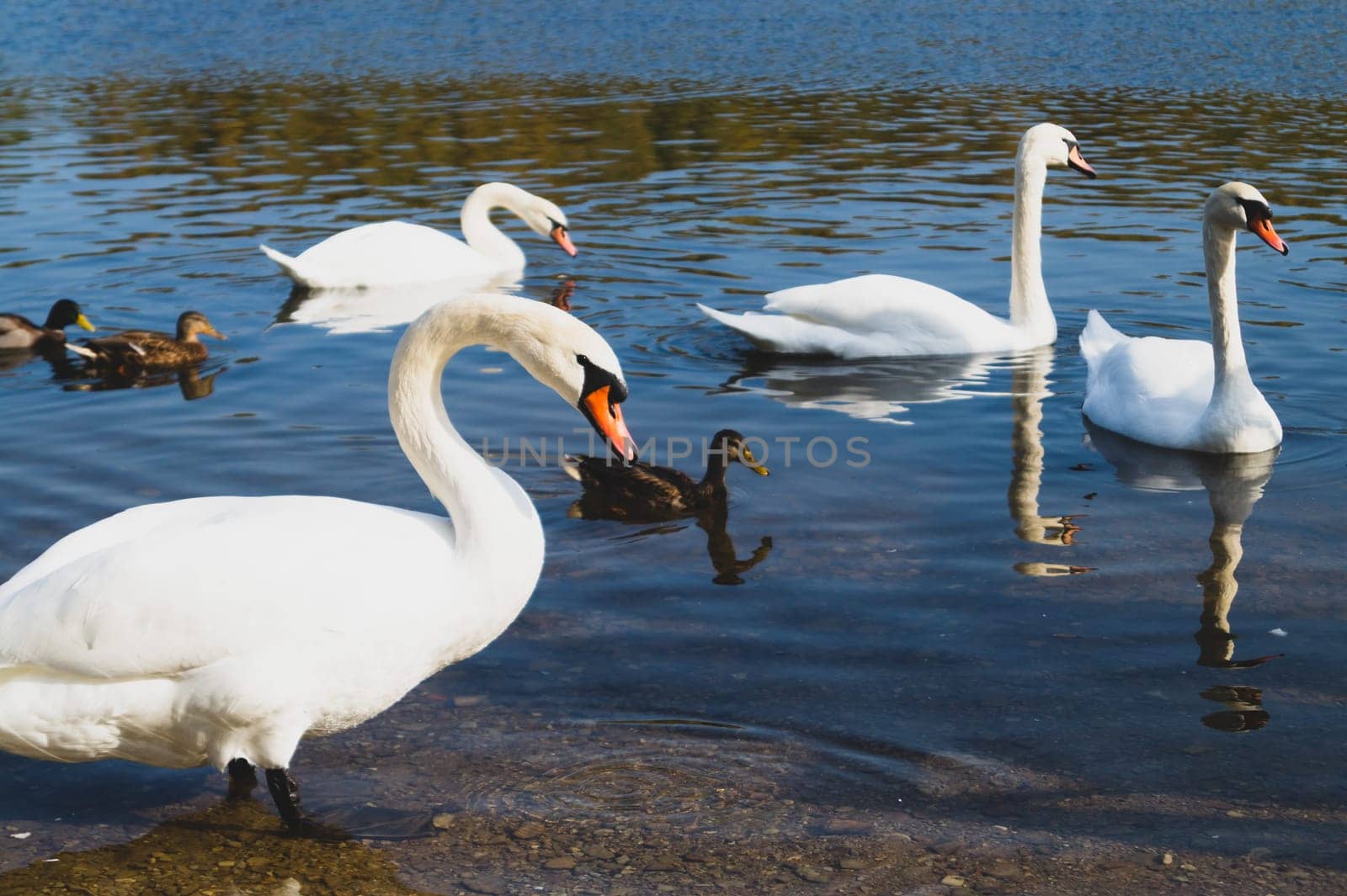 White swans swimming in the lake
