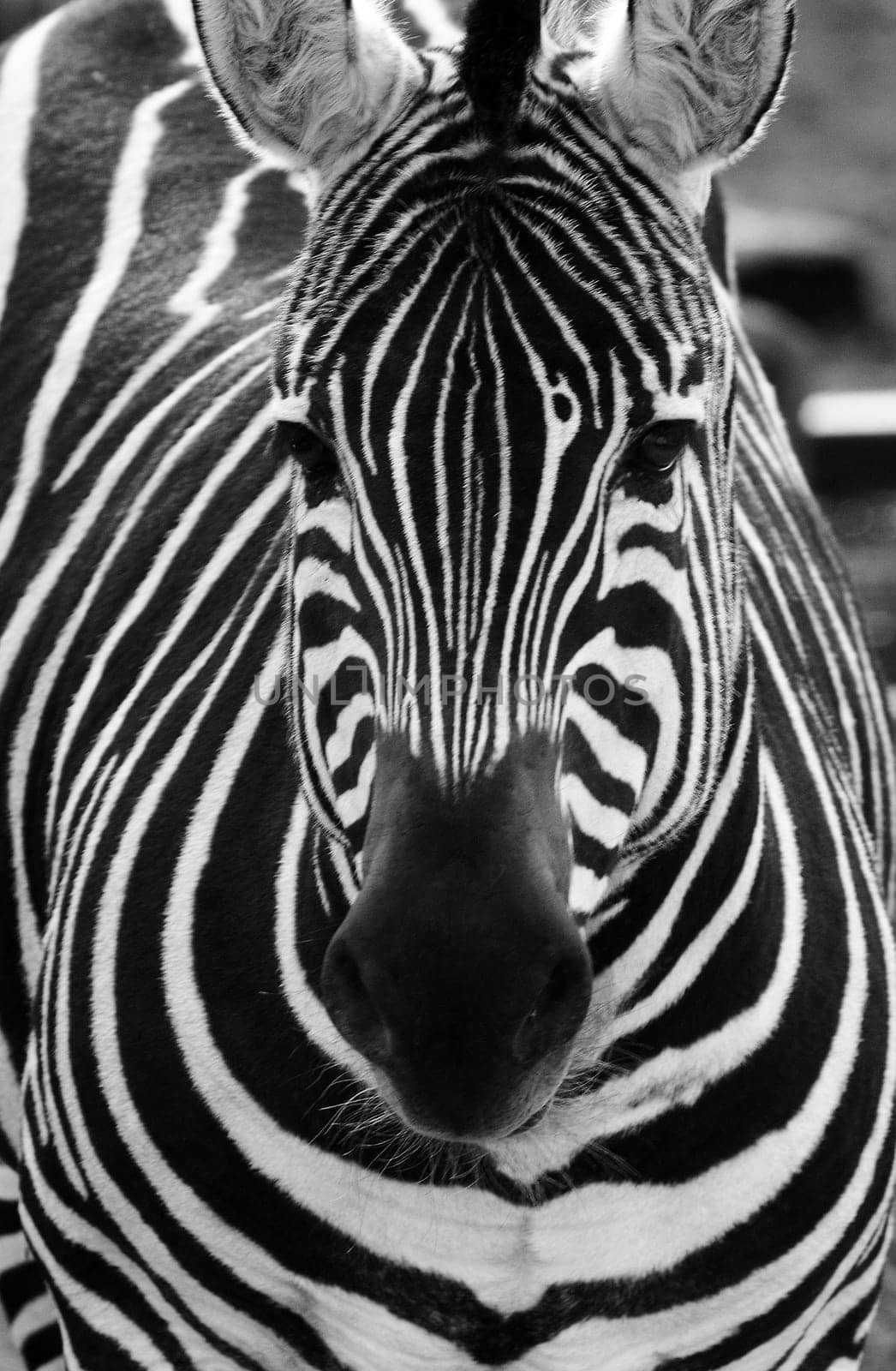 black and white zebra