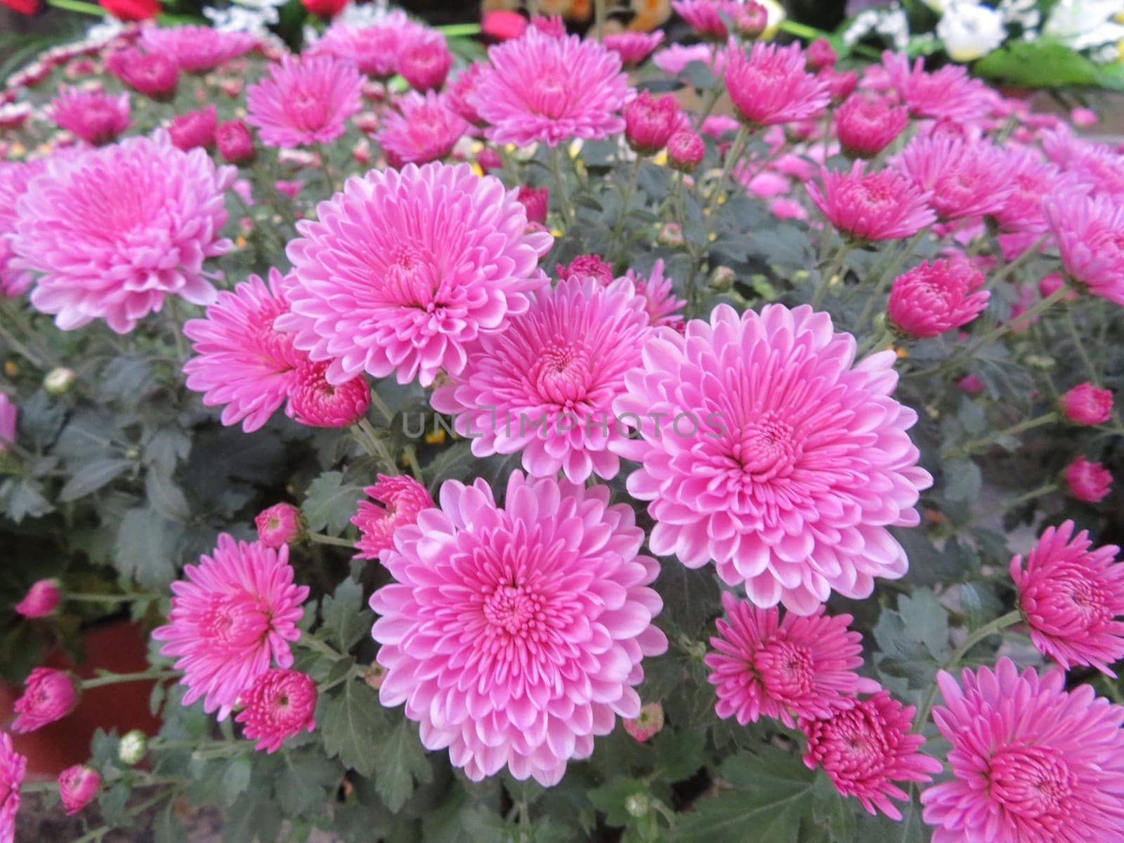 beautiful flowers colors natural smells delicate gift detail