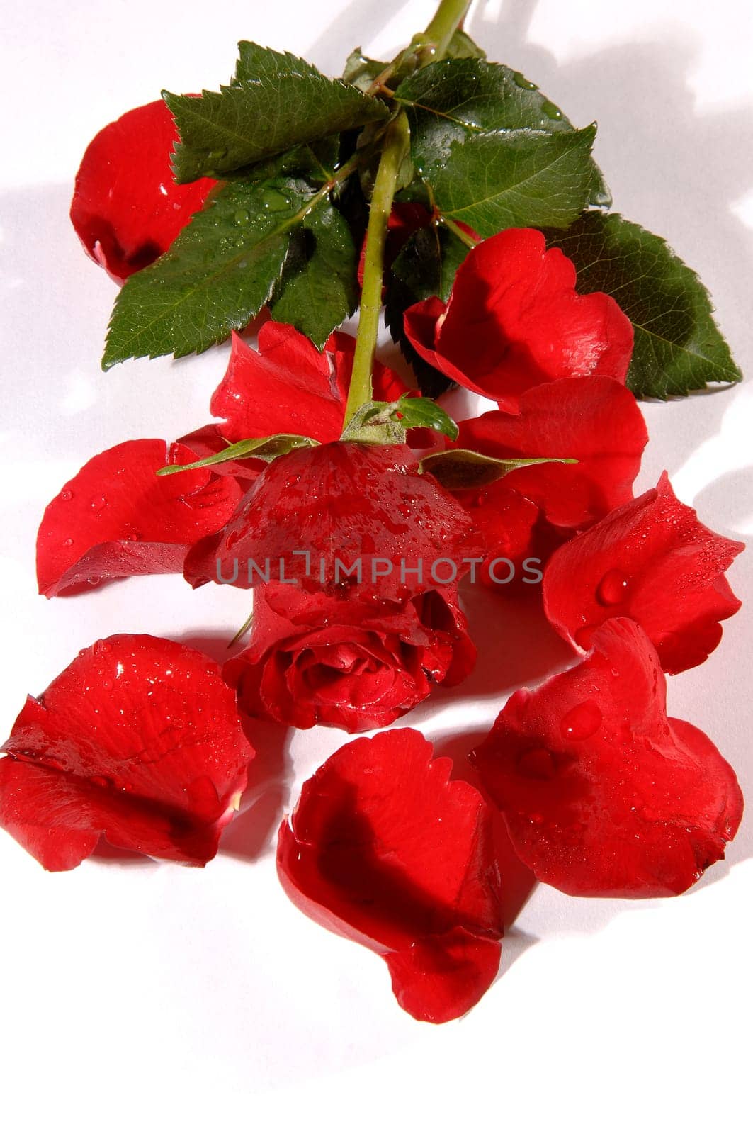 red rose on a white background