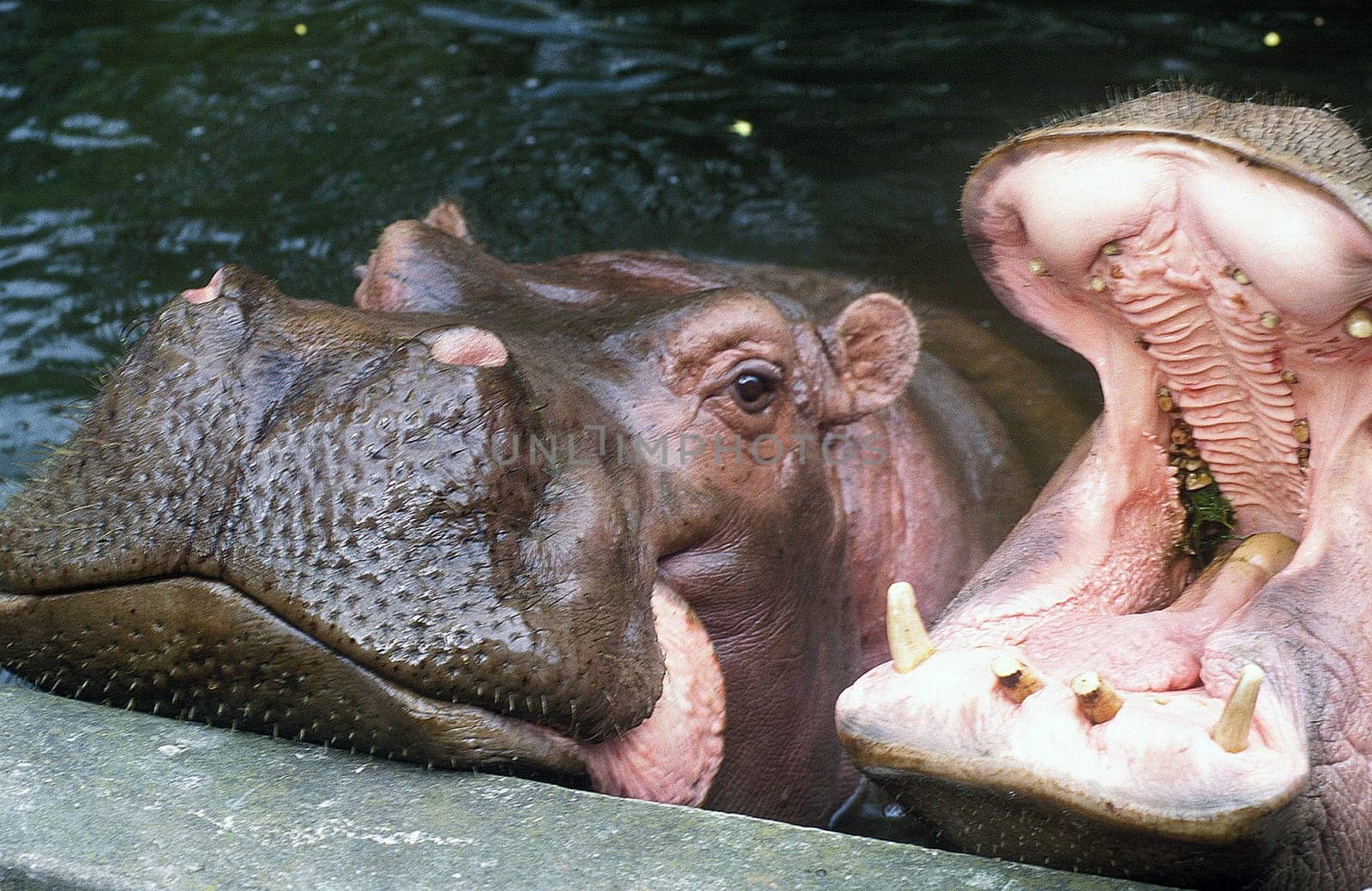 ..Nile hippopotamus, a herbivorous mammal