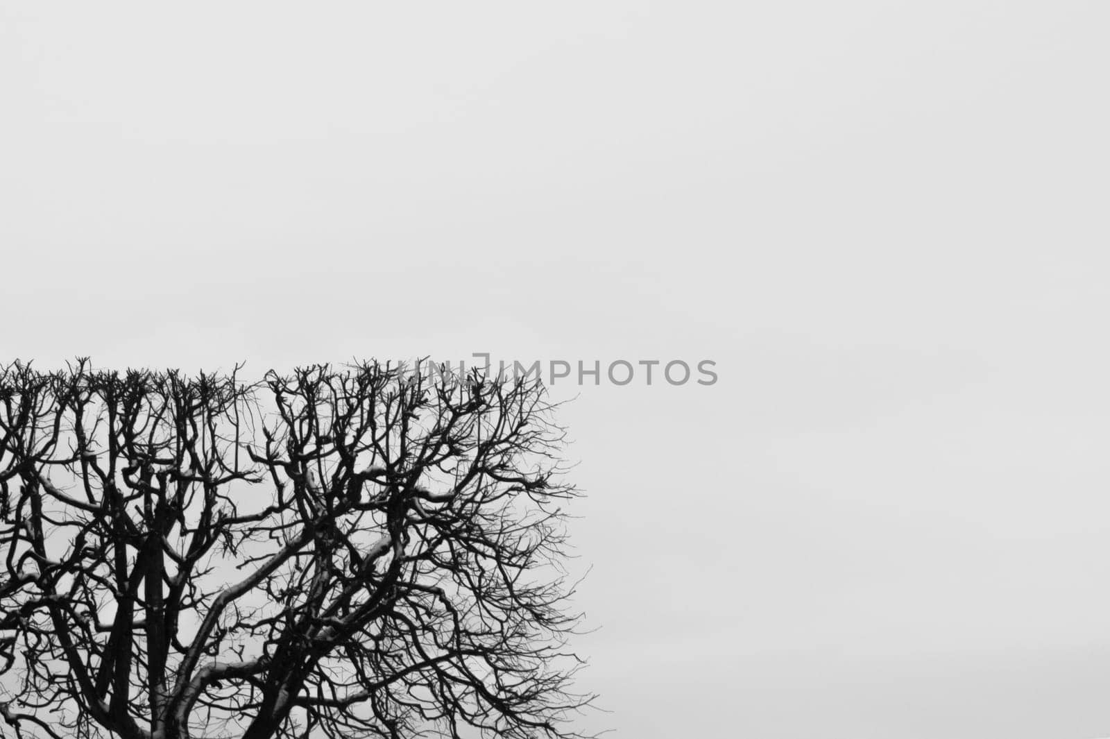 Square shaped bush. trimmed hedge with geometric shape. nature concept with copy space. tree branches against the sky