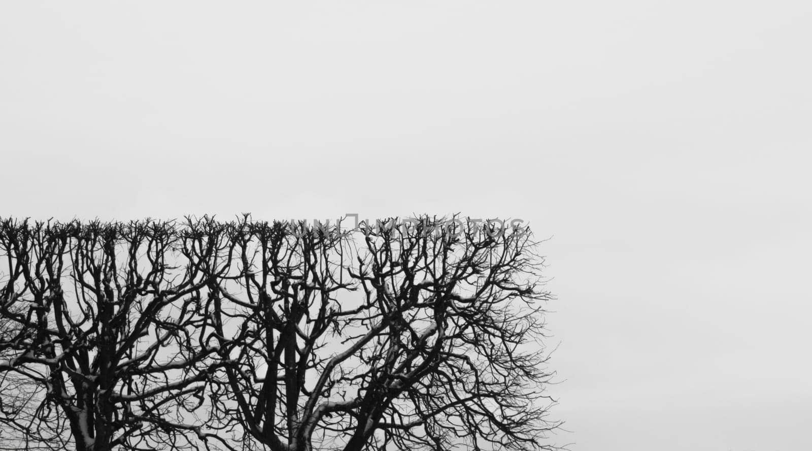 Square shaped bush. trimmed hedge with geometric shape. nature concept with copy space. tree branches against the sky