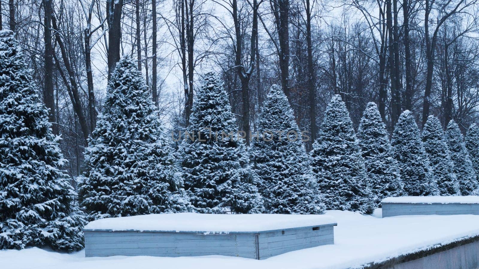 Row of snow covered fir trees. snowy spruces in the park