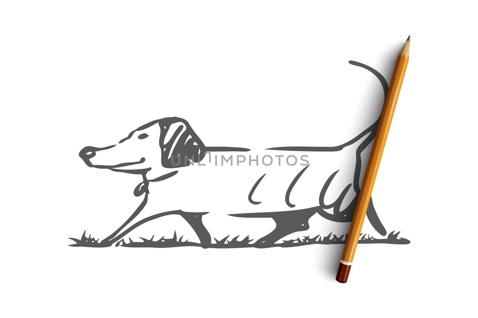 Dog, walking, outdoor, pet, domestic concept. Hand drawn home dog walking concept sketch. Isolated vector illustration.
