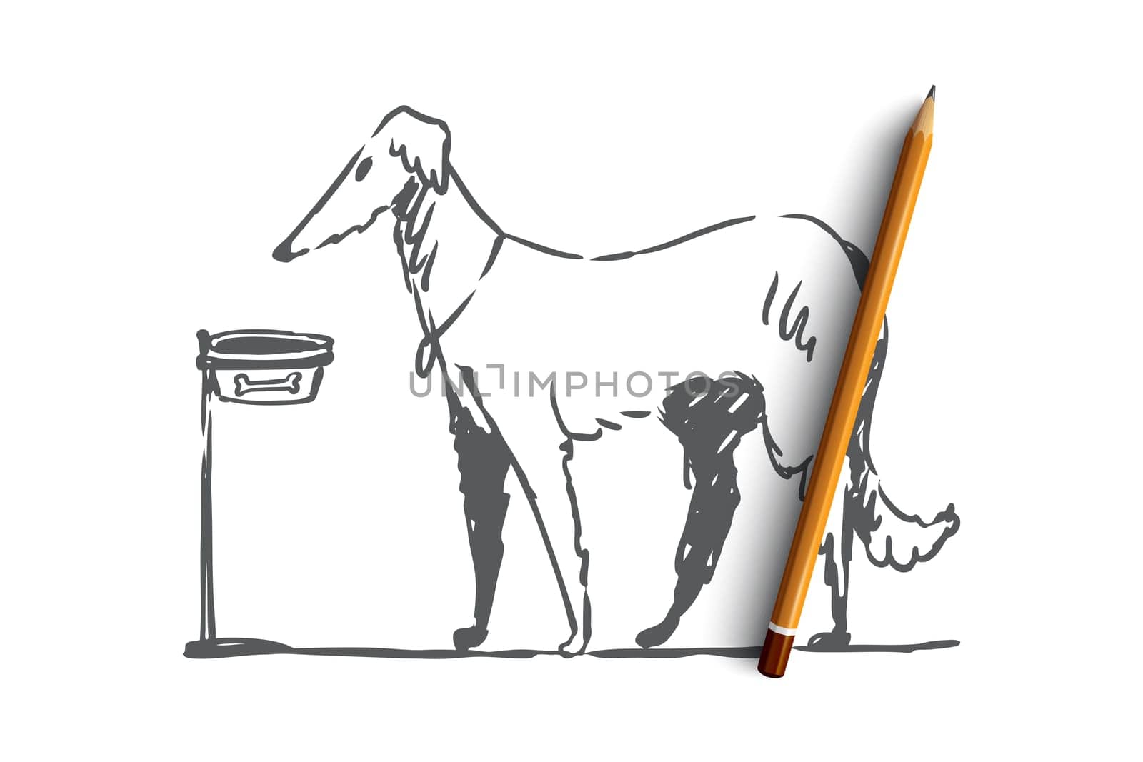 Dog, walking, outdoor, pet, domestic concept. Hand drawn home dog walking concept sketch. Isolated vector illustration.