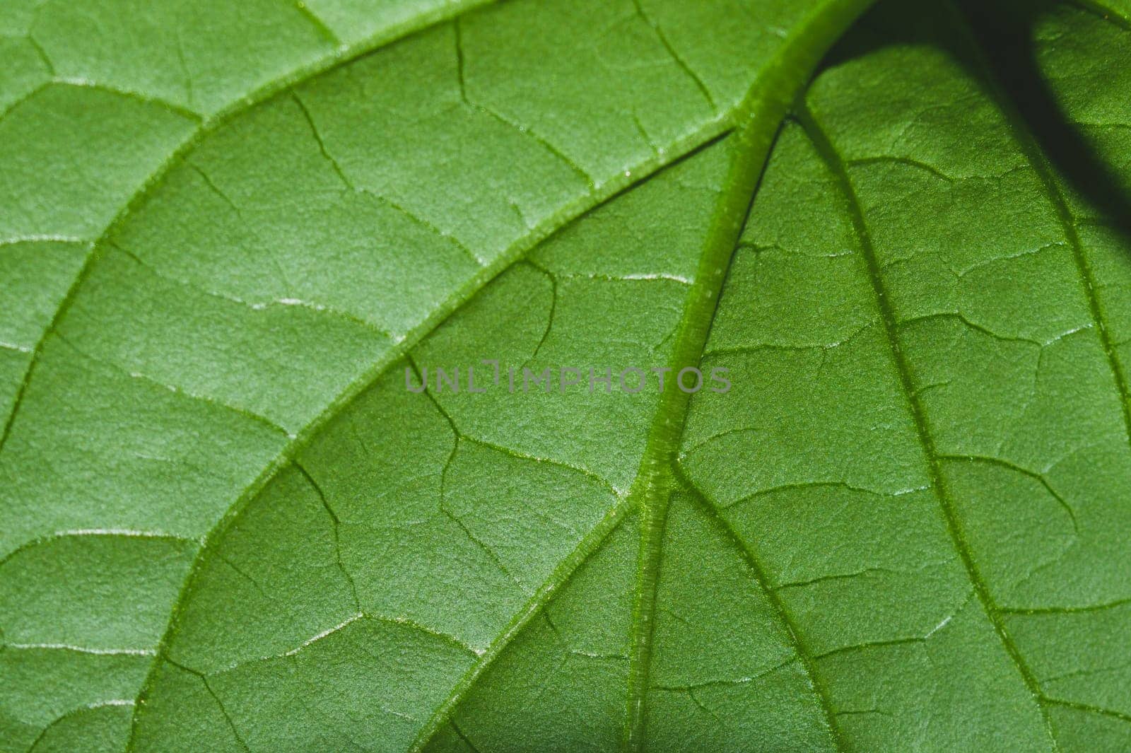 Paprika plant leaf close up. green plant growth. organic growing