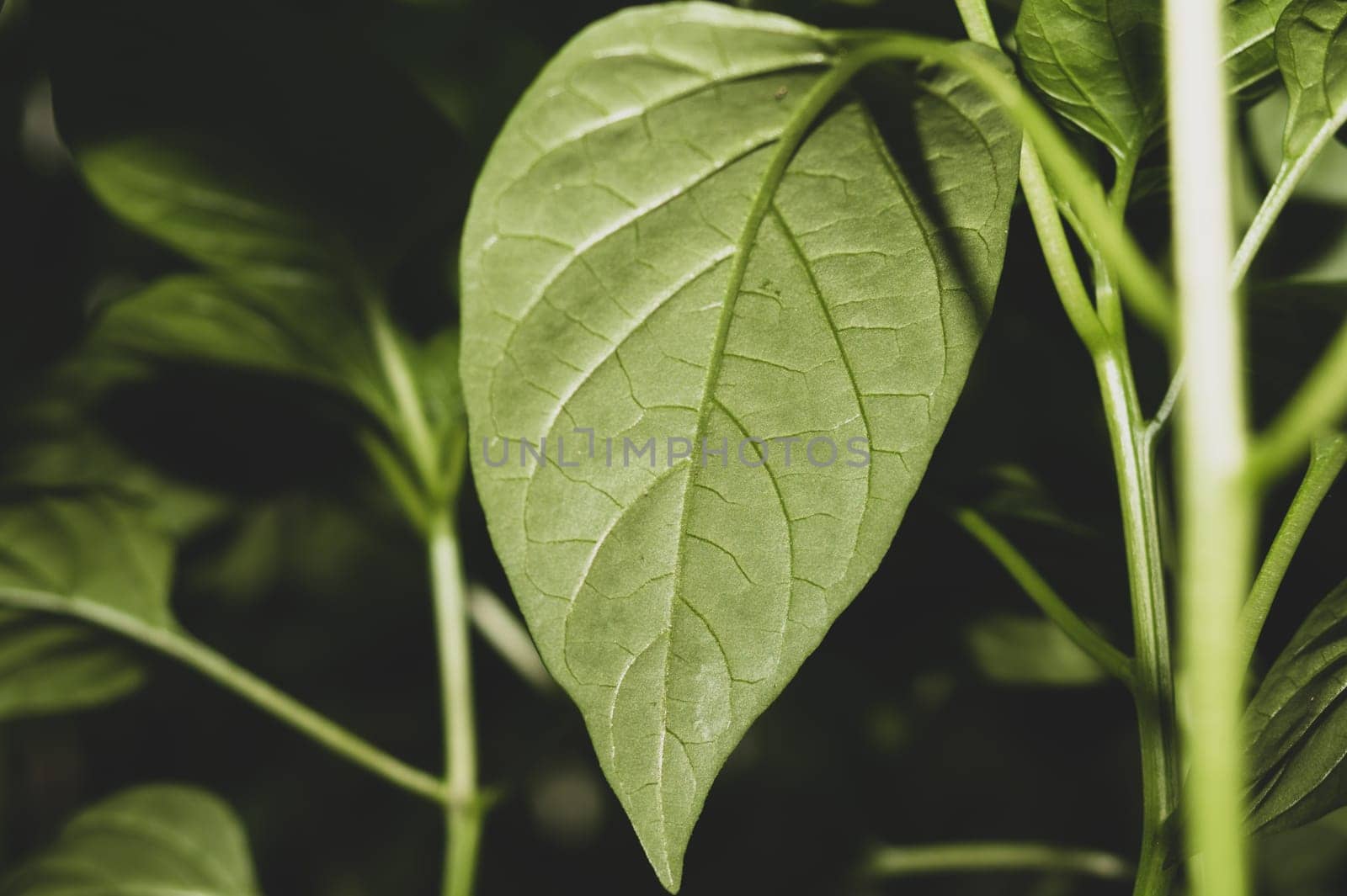 Paprika plant leaf close up. sweet pepper growth. organic growing
