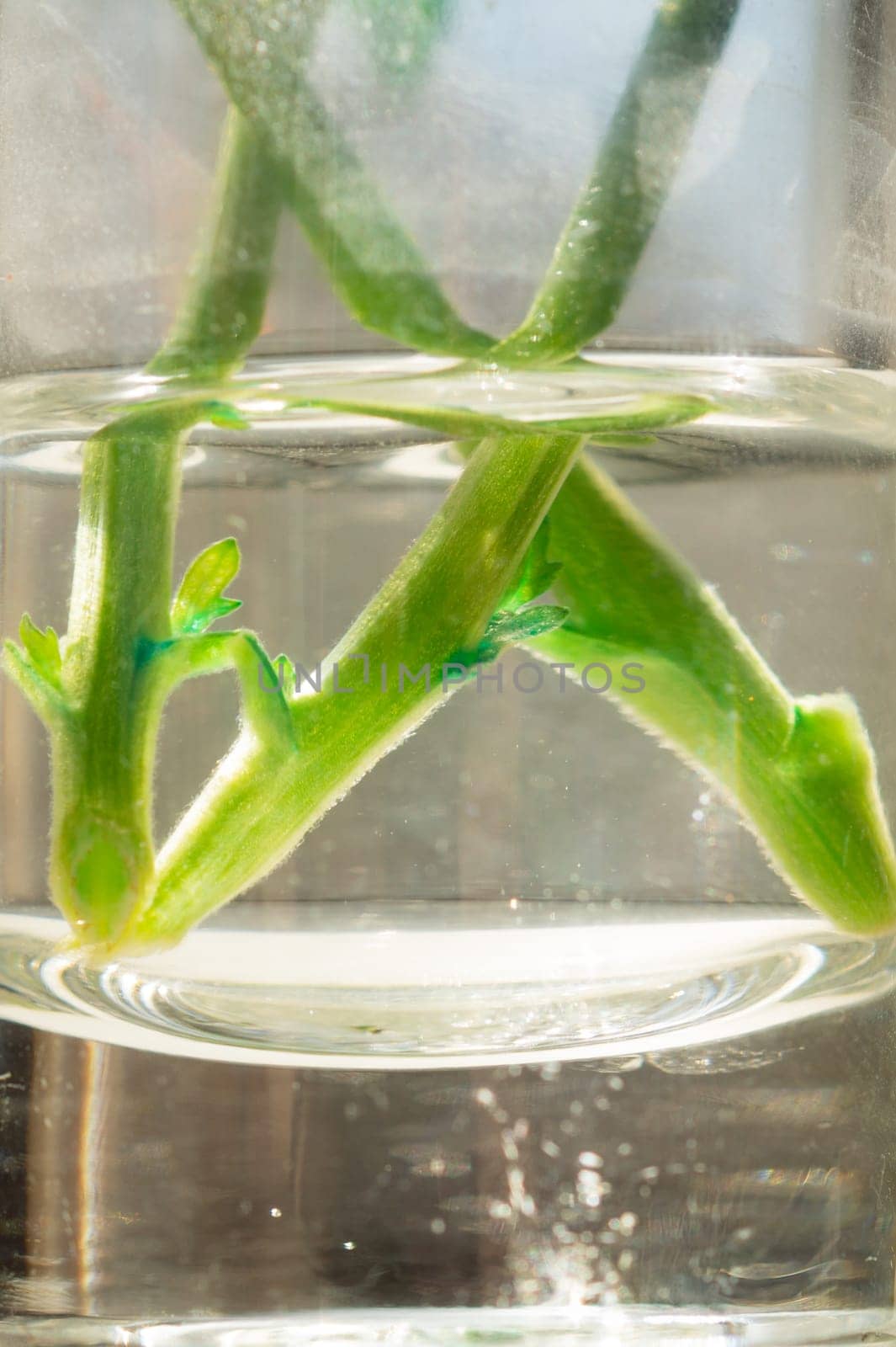 Green sprout of a home plant. Plant sprout in a glass. ecology concept