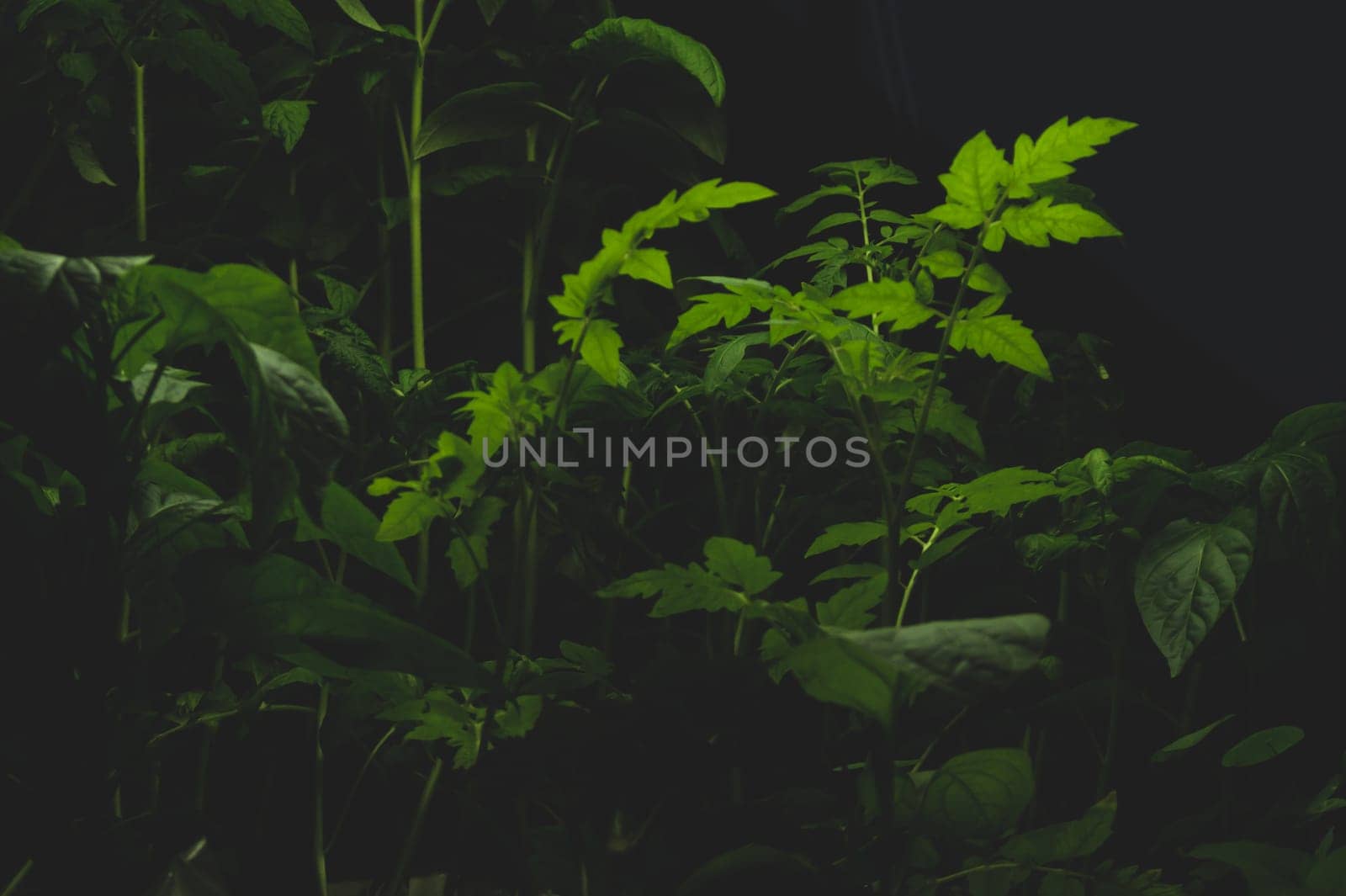 Tomato plant leaves. food growth. organic growing background