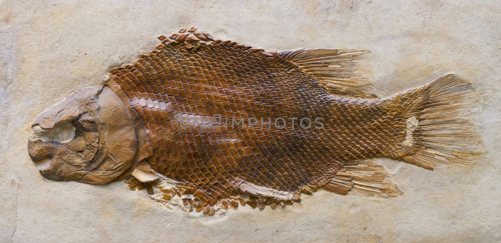 Fossilization of a fish Lepidotes maximus from the Jurassic period. Find from a quarry.