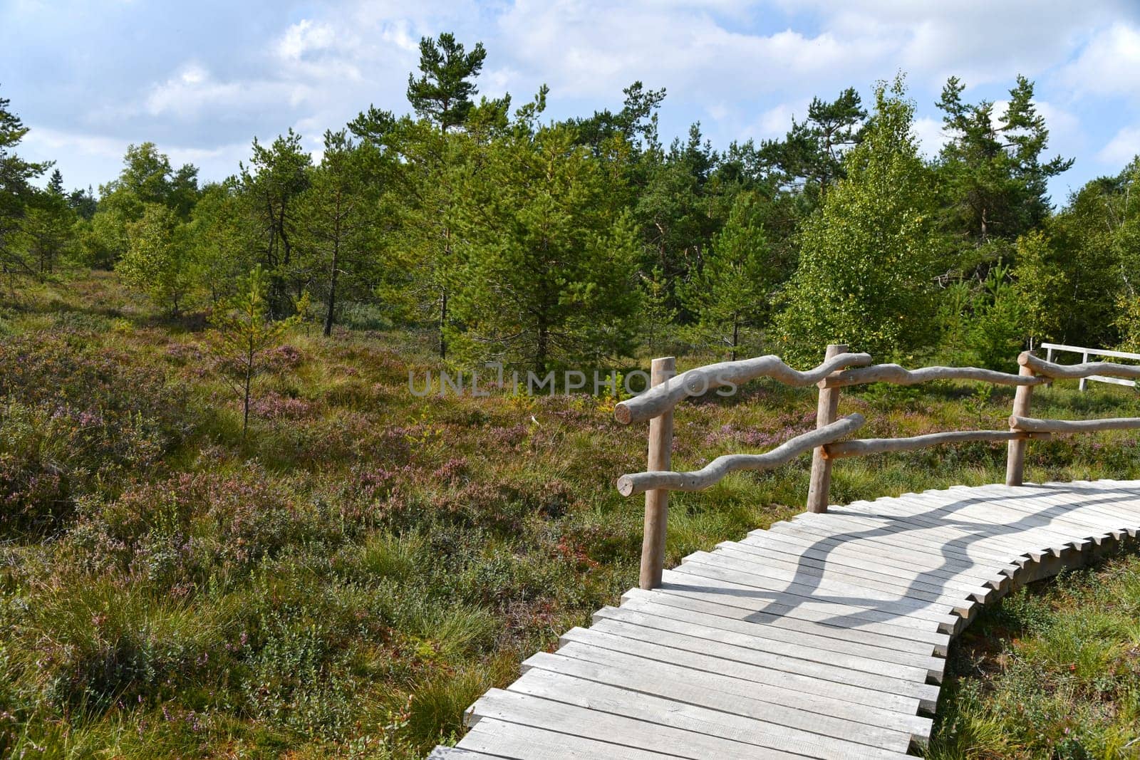 Black moor in the Rhön