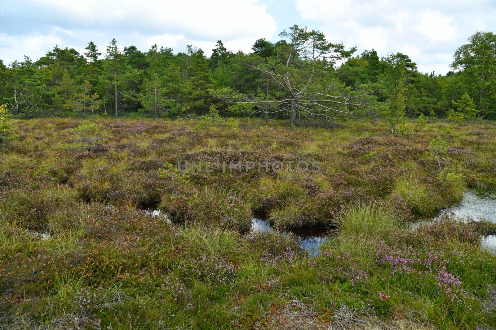 Black moor in the Rhön