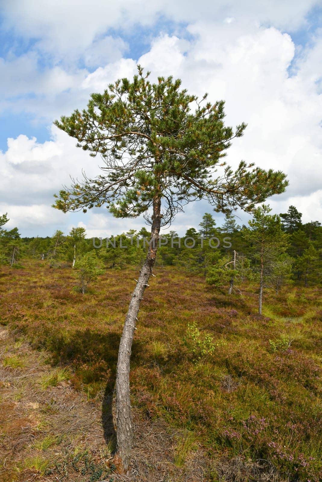 Black moor in the Rhön