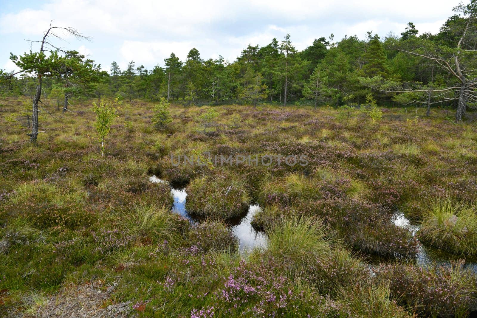 Black moor in the Rhön