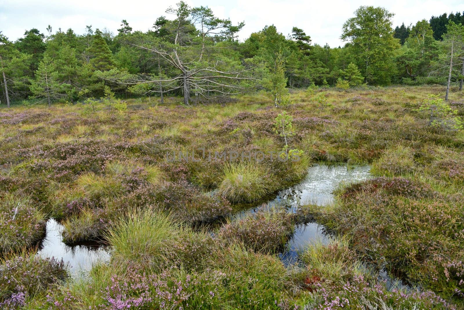 Black moor in the Rhön
