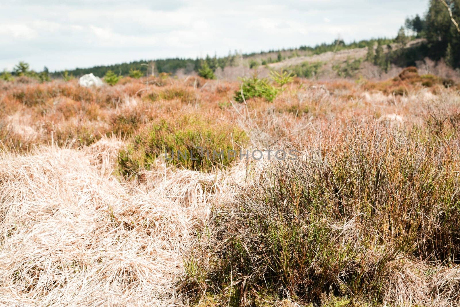 The High Fens, Hoge Venen, Belgium, Signal Van Botrange