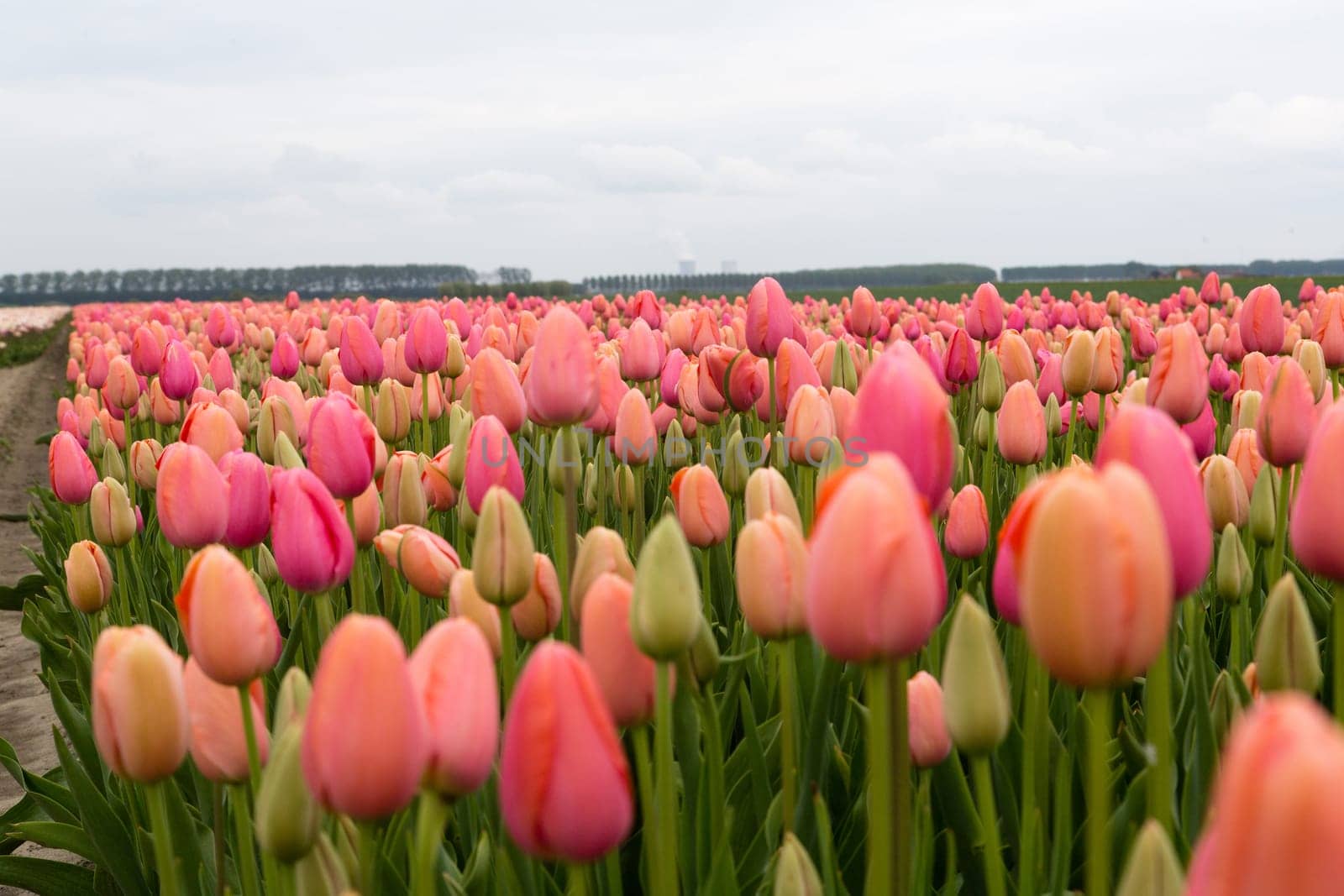 Colorful field of tulips in the Netherlands