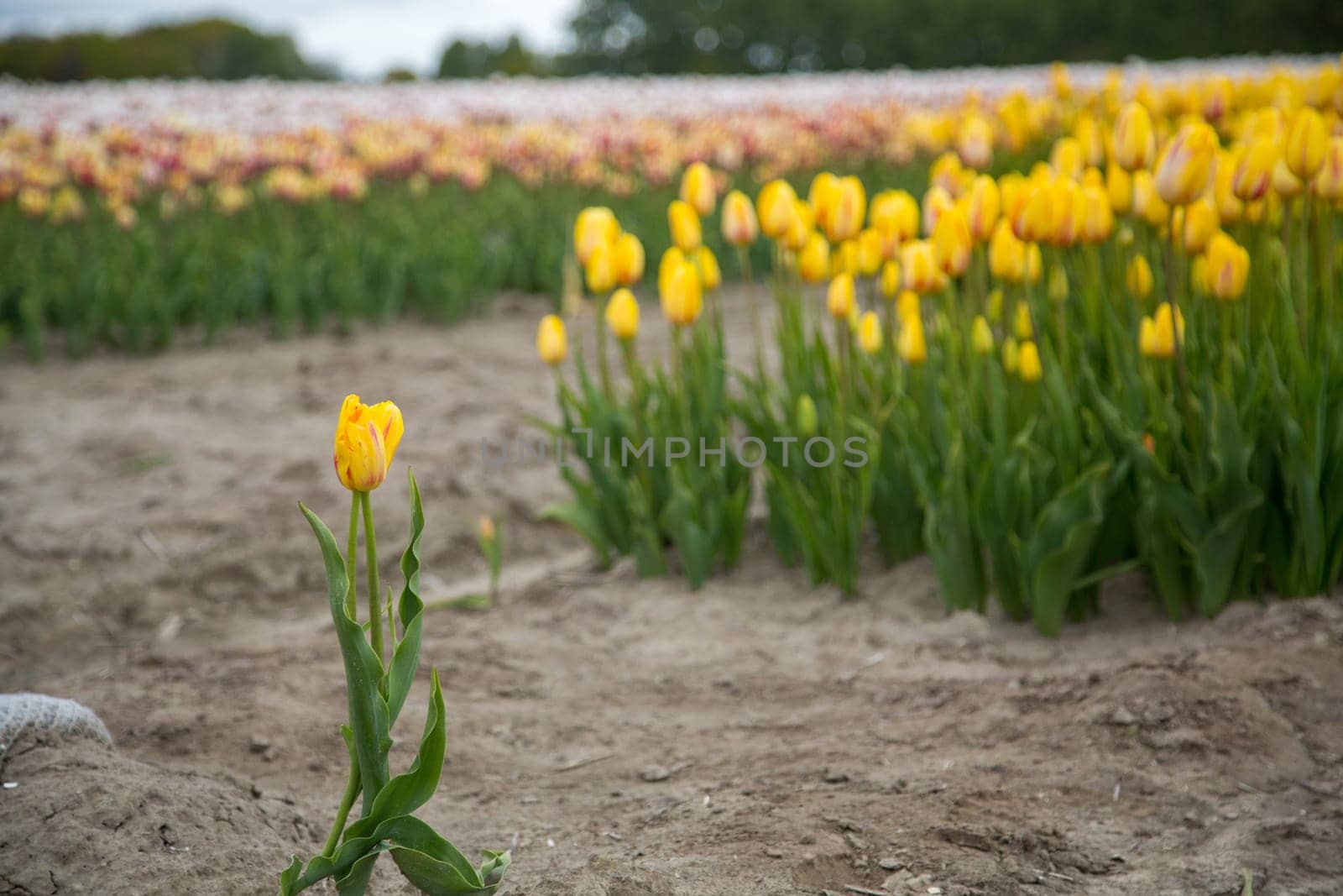 Colorful field of tulips in the Netherlands