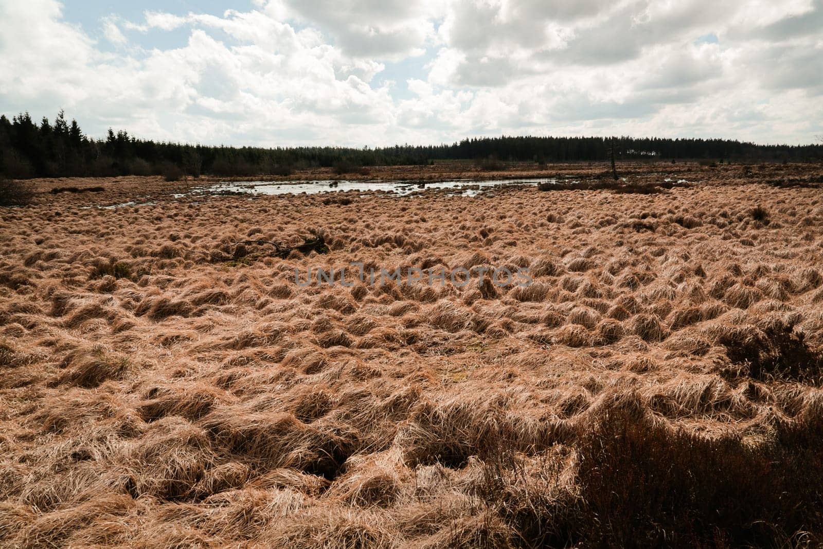 The High Fens, Hoge Venen, Belgium, Signal Van Botrange