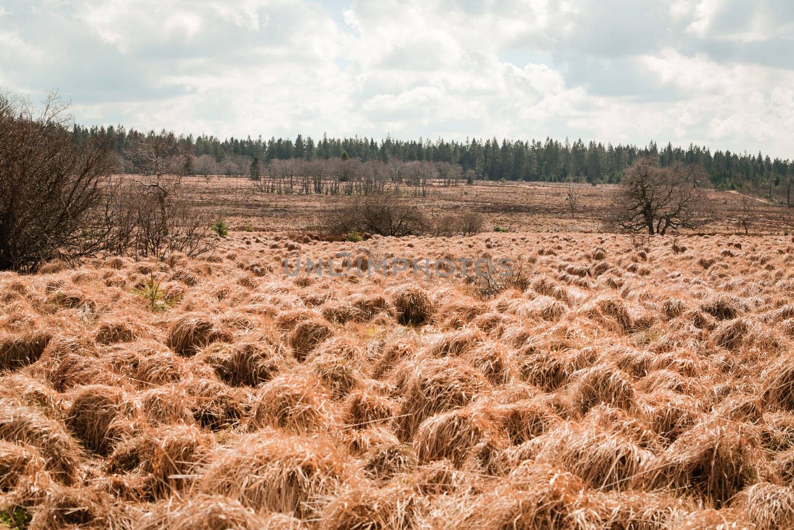 The High Fens, Hoge Venen, Belgium, Signal Van Botrange