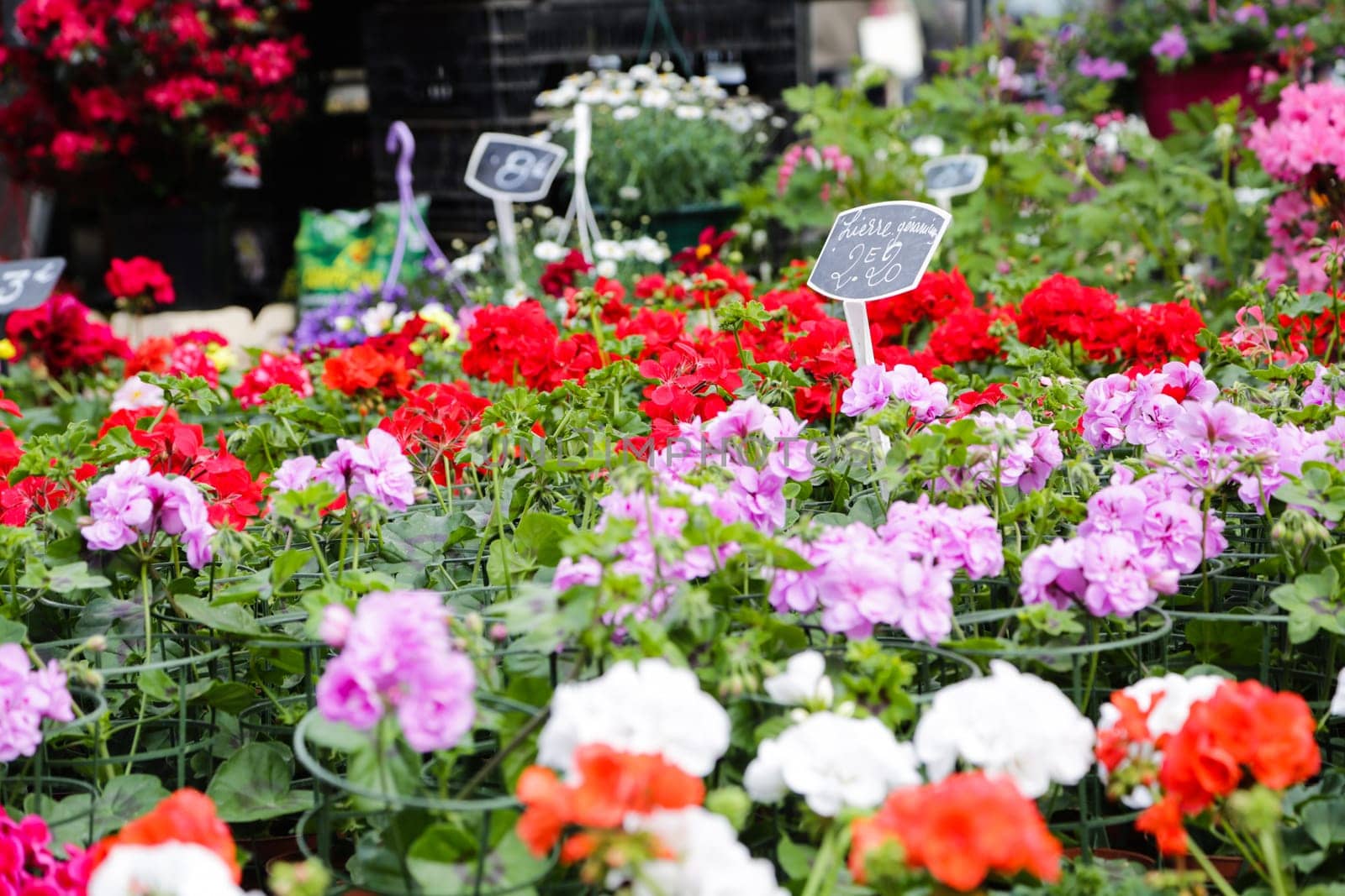 Flowers from the flower shop at the market in Lille