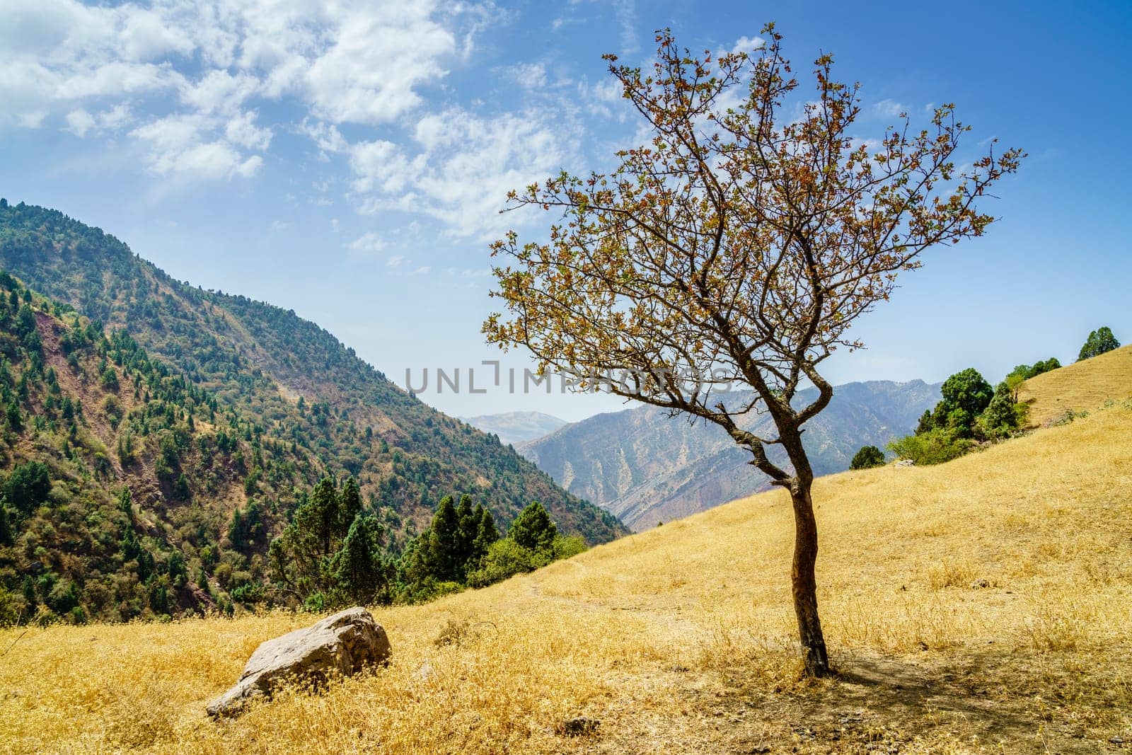 Scenic view of Hissar Valley in Tajikistan with a tree in the foreground