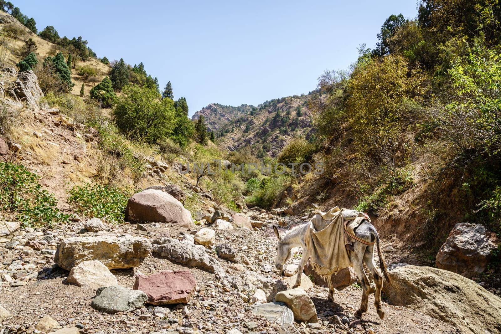 Pack mule is walking along a rugged trail in Hissar Valley in Tajikistan