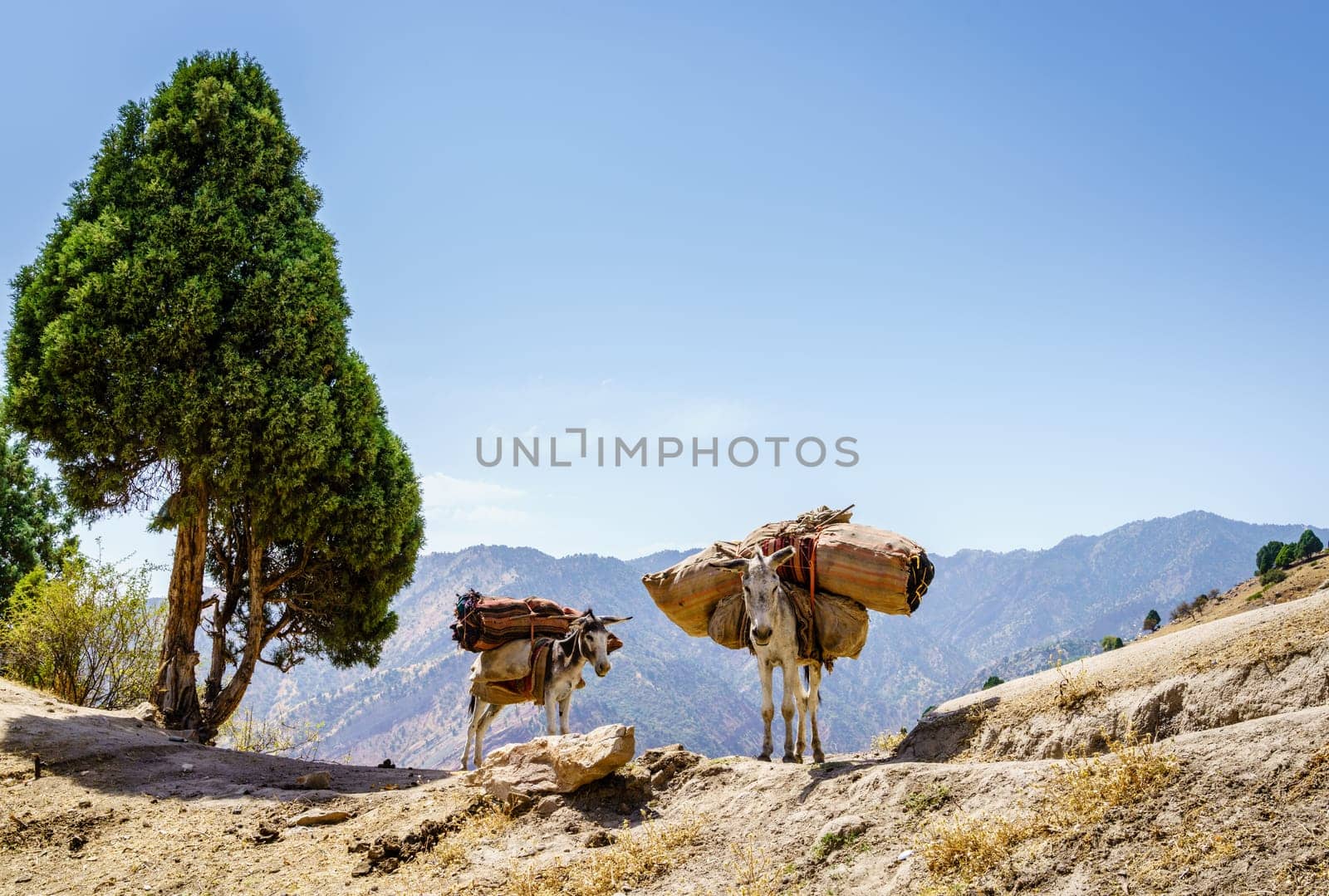 Two pack mules on a ridge in the mountains of Shirkent National Park in Tajikistan