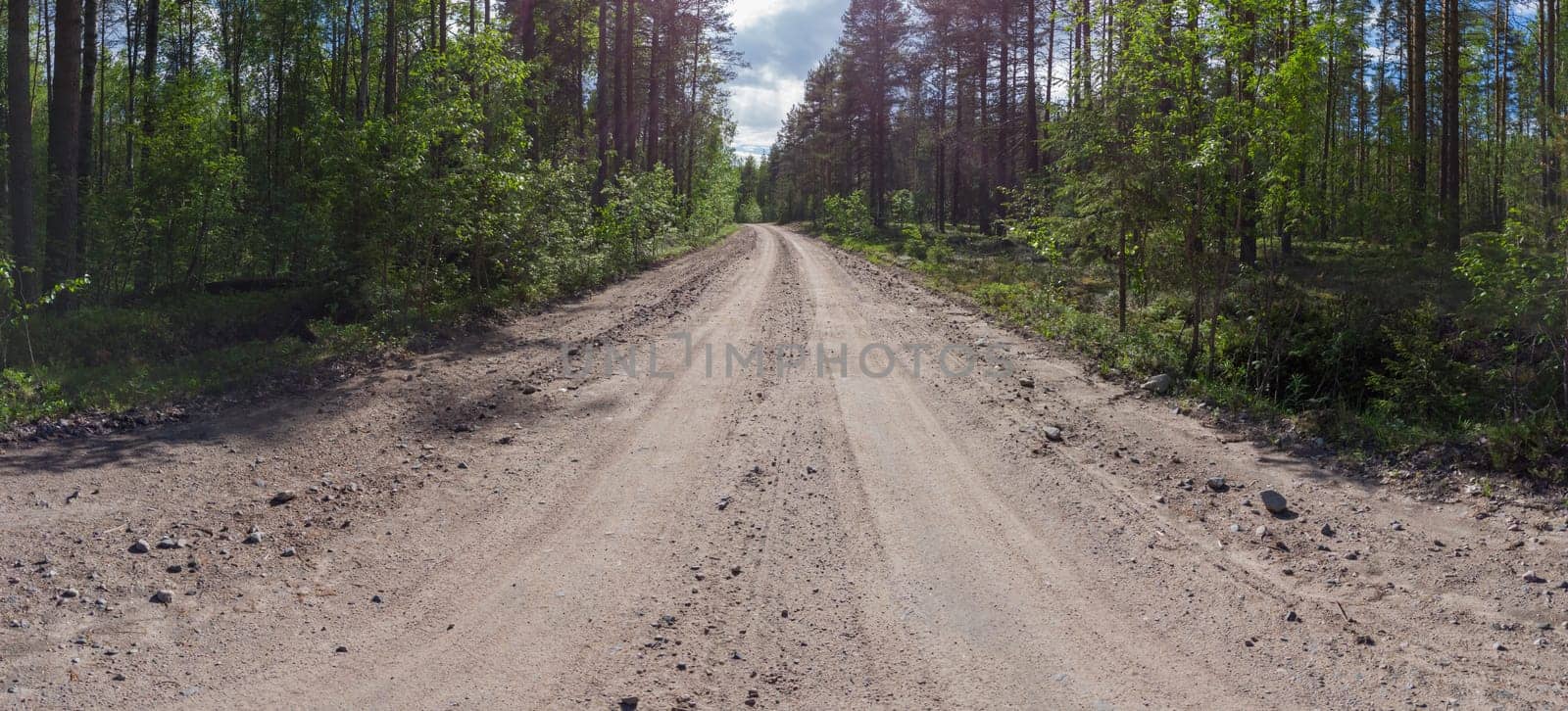 Forest road on a summer day. trees and plants. gravel road. panoramic view