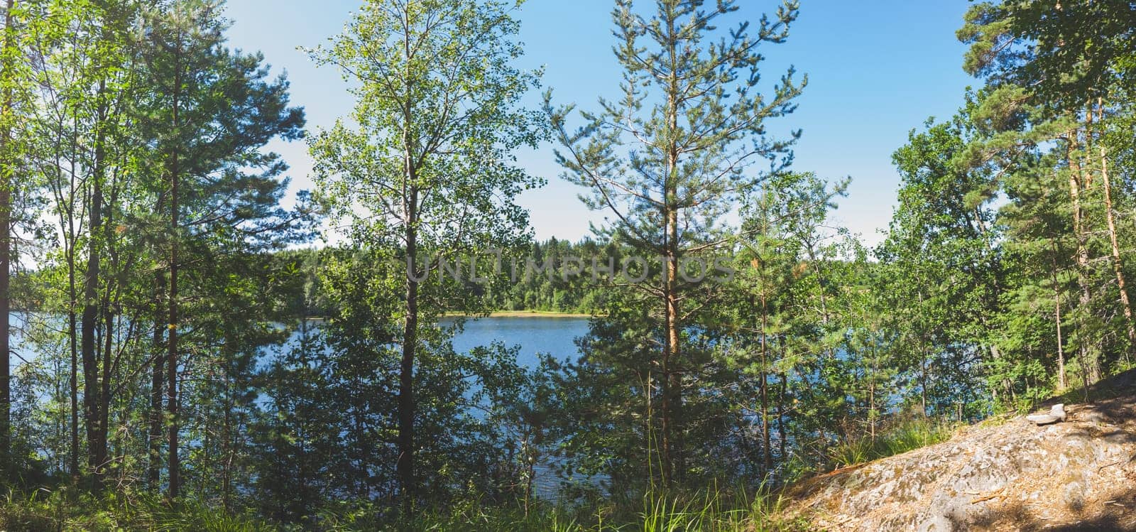 Forest lake behind the trees panorama. green foliage. summer day