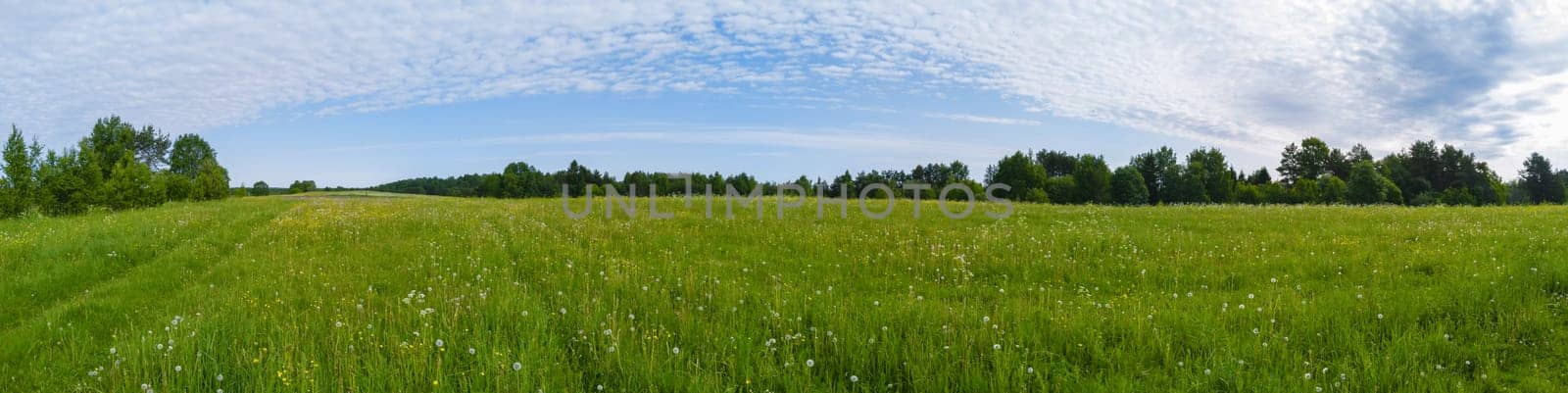 Field with grass and blossoms. countryside panorama