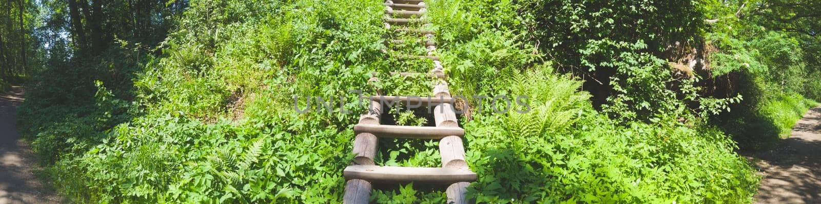 Wooden staircase in dense foliage. overgrown ladder made of wood. beautiful landscape in the park. path to the top of the hill
