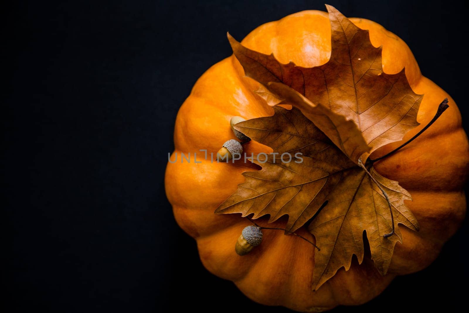 An orange pumpkin with leaves and acorns on a black background. High quality photo
