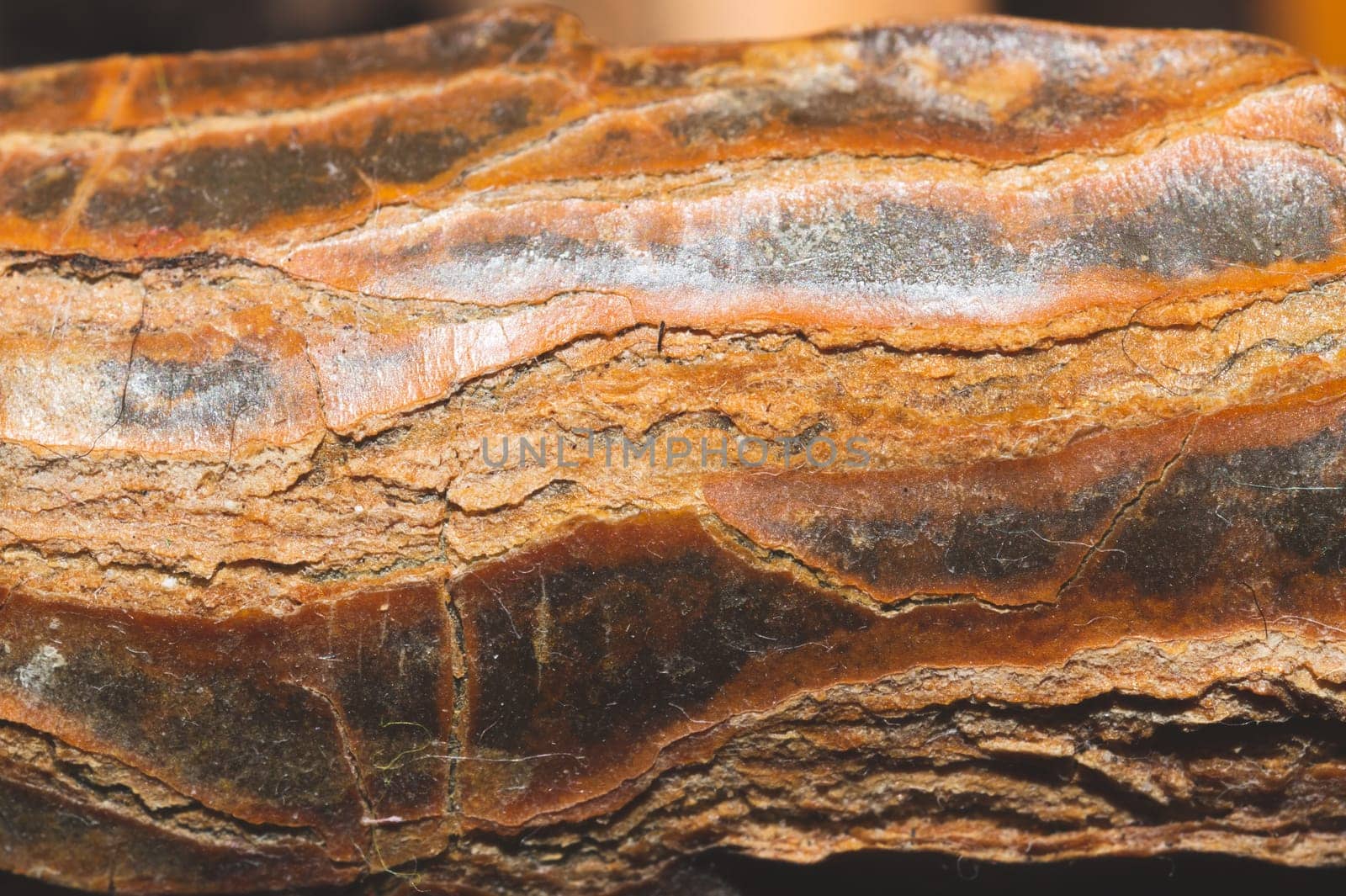 Trunk of a plant macro. wood background. wooden texture