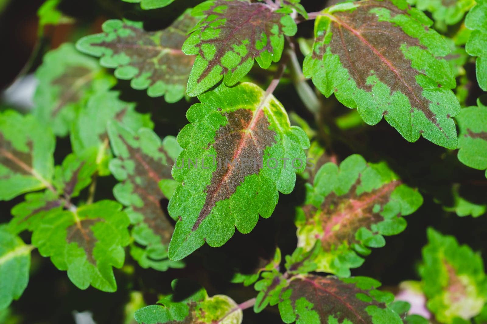 Green leaves of houseplant close up. nature background with home plants